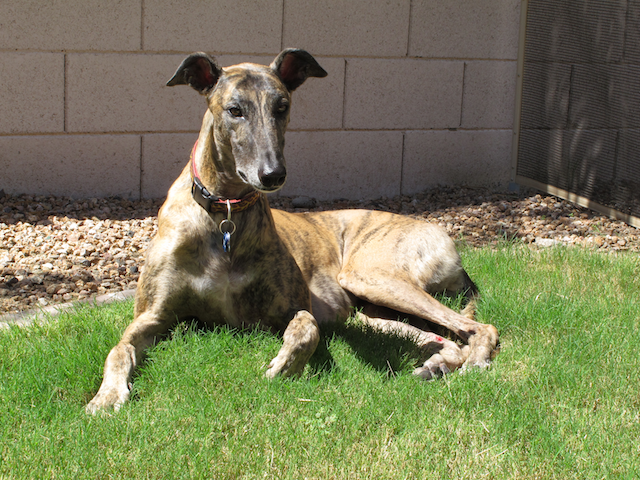 Tate suns himself on the grass