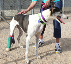 The dog who is inspiring the "Jackie's Fund"