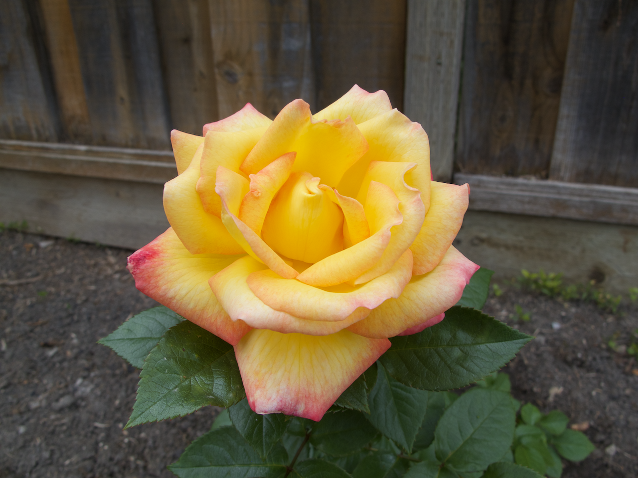 Roses in our Yard
