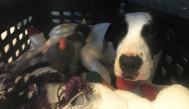 Our new addition – Lizzie