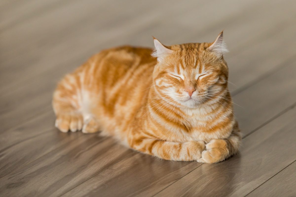 Funnies – Giving a cat and a dog a pill